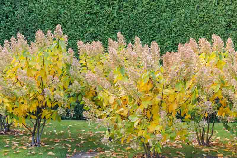 why did my oakland hydrangea suddenly turn yellow and sad?