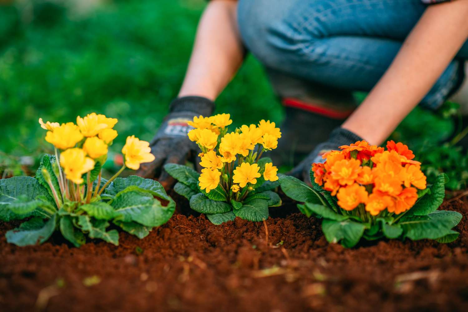 can a total plant newbie actually make a flower garden bloom?