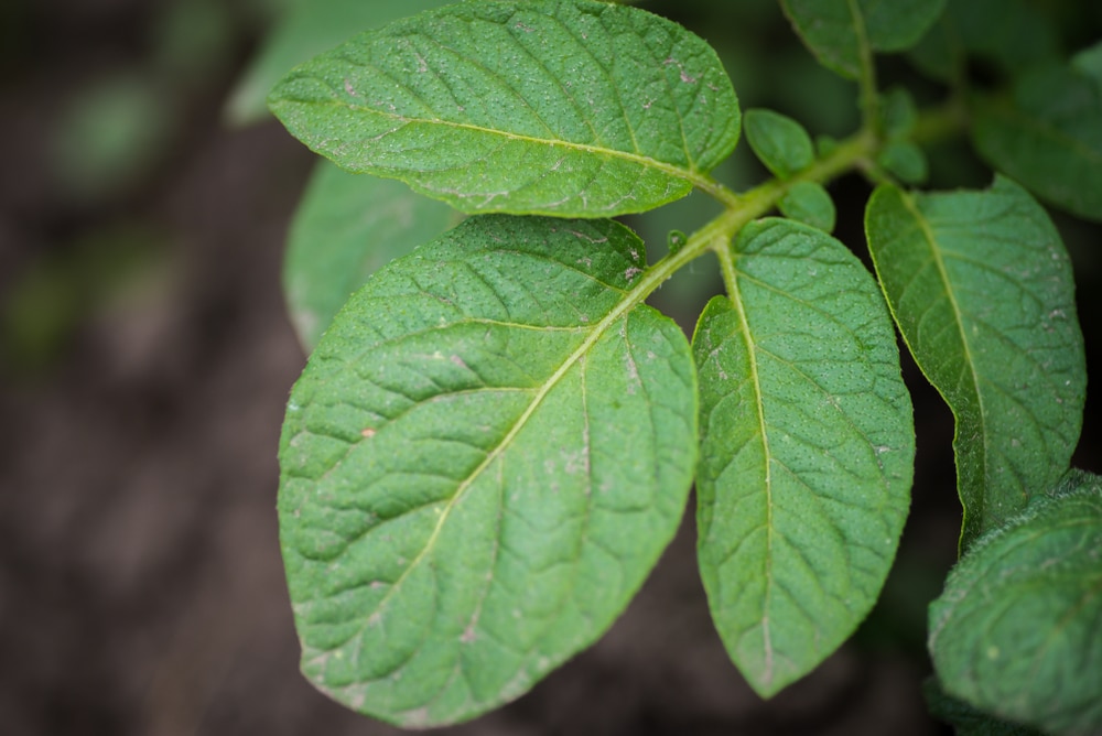 how i accidentally figured out if my potatoes were bushy or wild