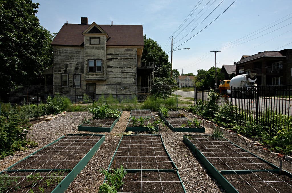 did my dad just turn an empty lot into a veggie paradise?
