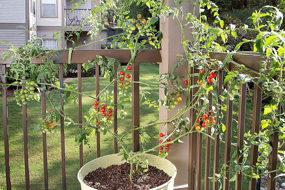 can you believe my neighbor dared me to grow tomatoes on concrete?