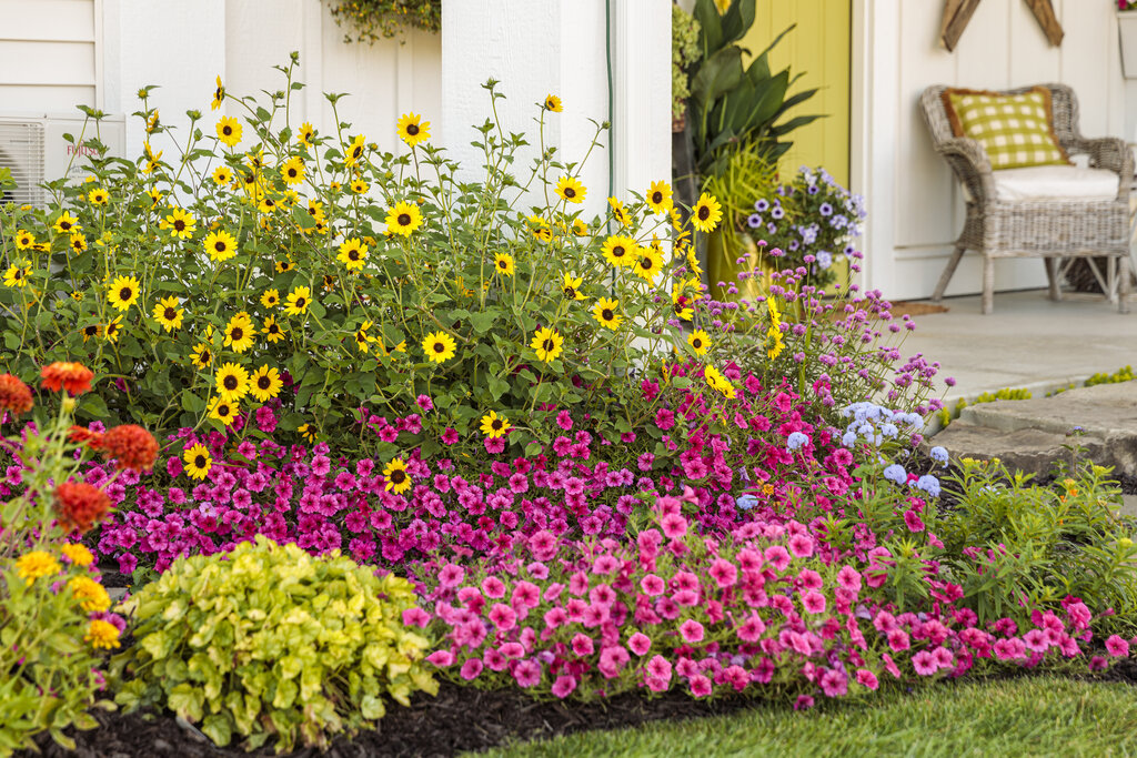 how did my neighbor turn a tiny yard into a rainbow paradise?
