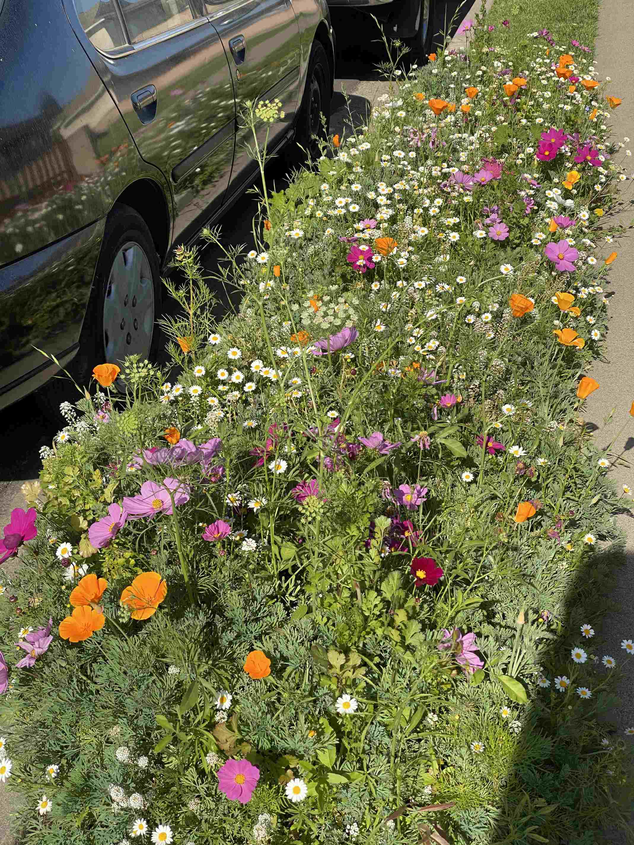 what happens when you toss wildflower seeds on your curb?
