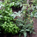 did my neighbor’s weird tomato trick just save my basil?