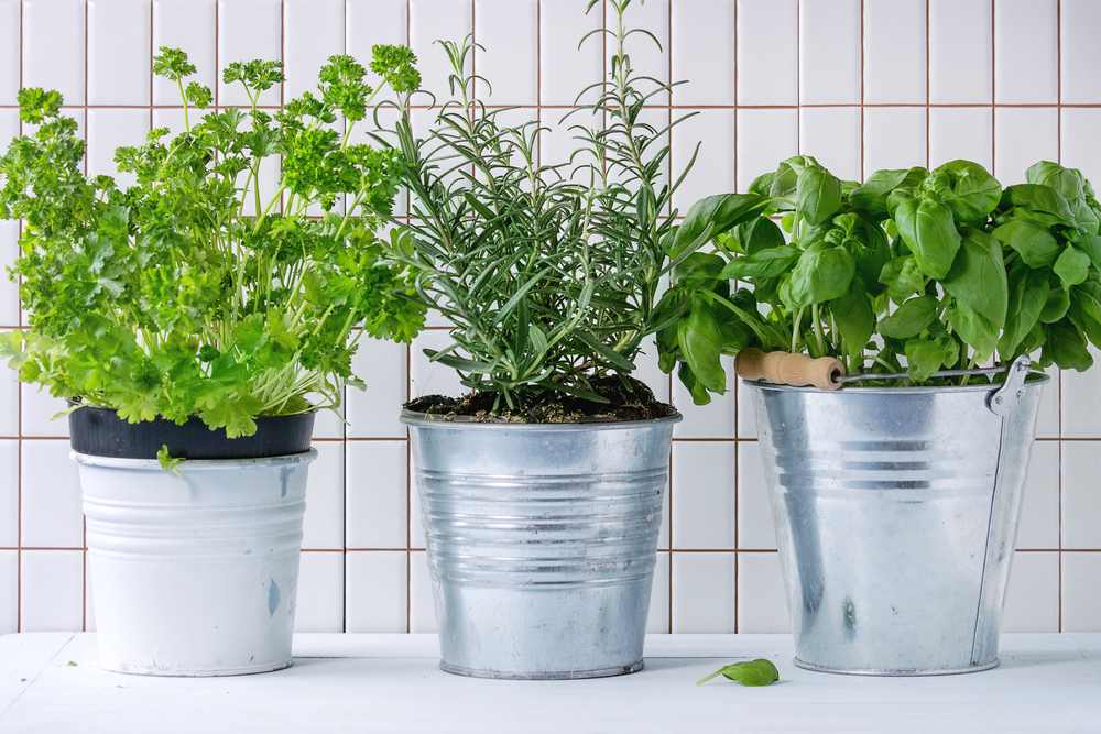 how did i turn my tiny kitchen into a plant paradise so fast?