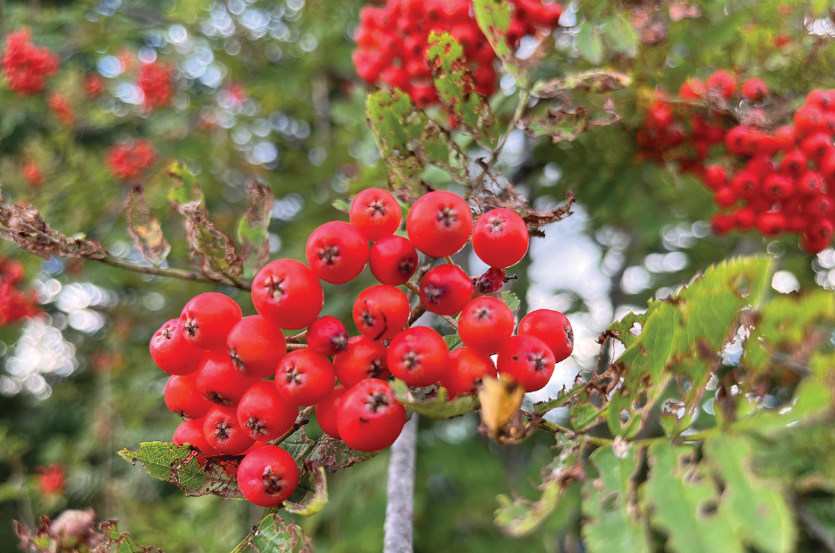 why did my rowan tree turn my backyard into a bird paradise?