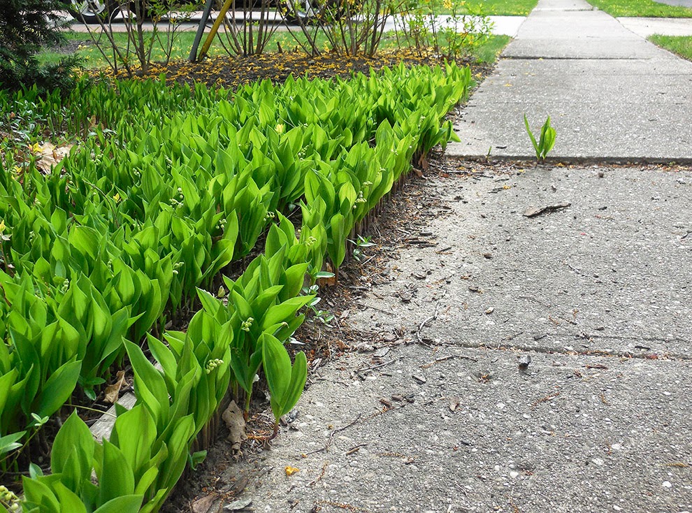 how did one stubborn lily of the valley break through concrete?