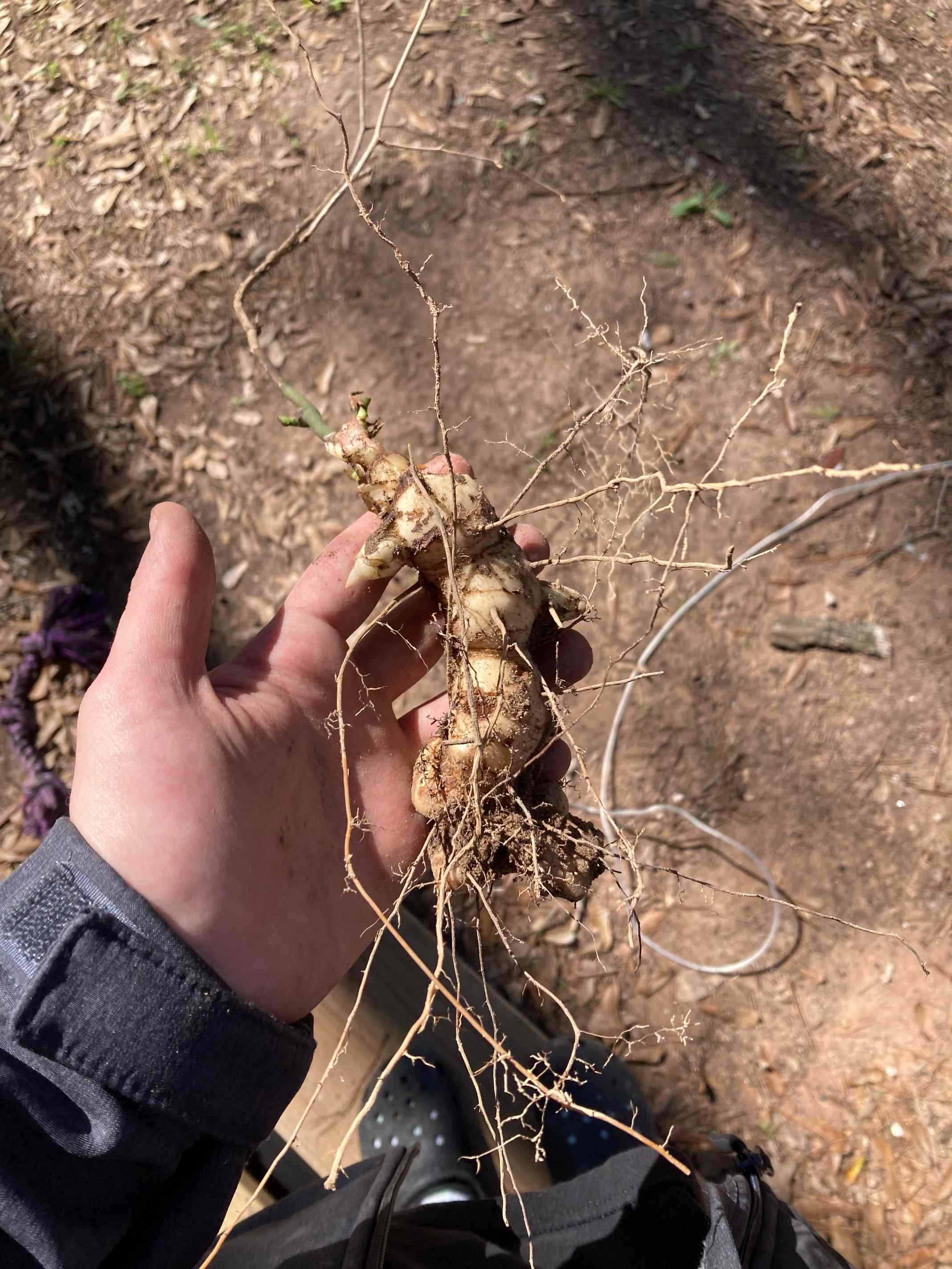 why did i just dig up a root that looks like a tiny alien hand?