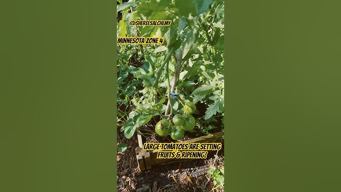 why did my tomatoes explode with flavor this summer in minnesota?