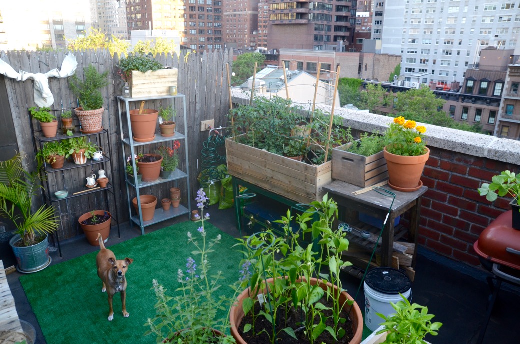 did i just unlock the secret to happy plants in nyc spring?