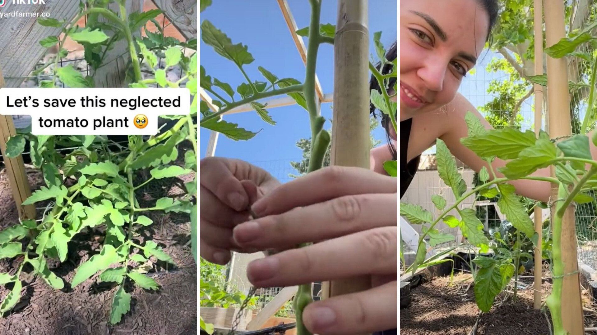 how did my forgotten tomato plant become the hero of my backyard?