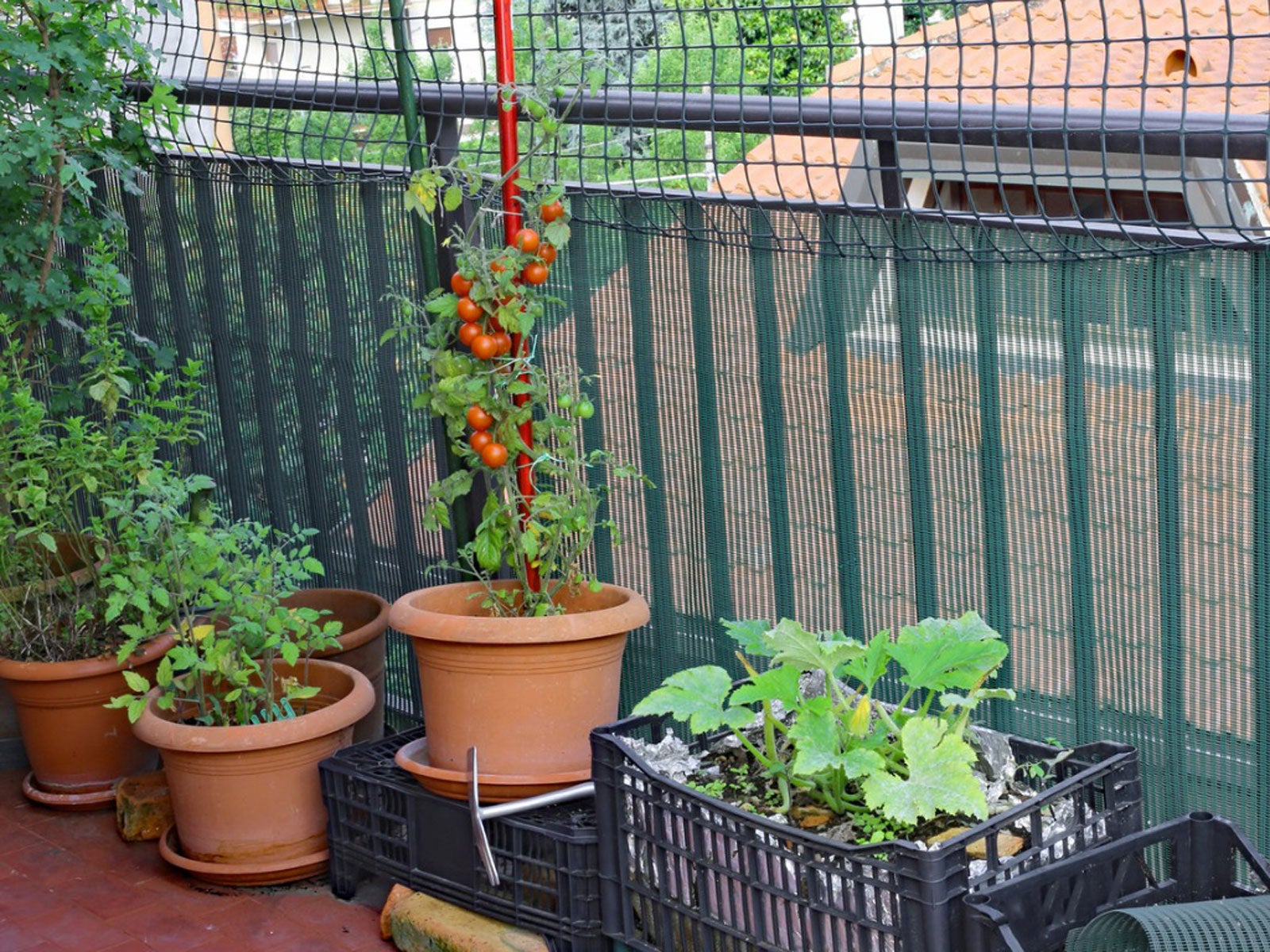 can you believe i turned my tiny balcony into a veggie jungle?