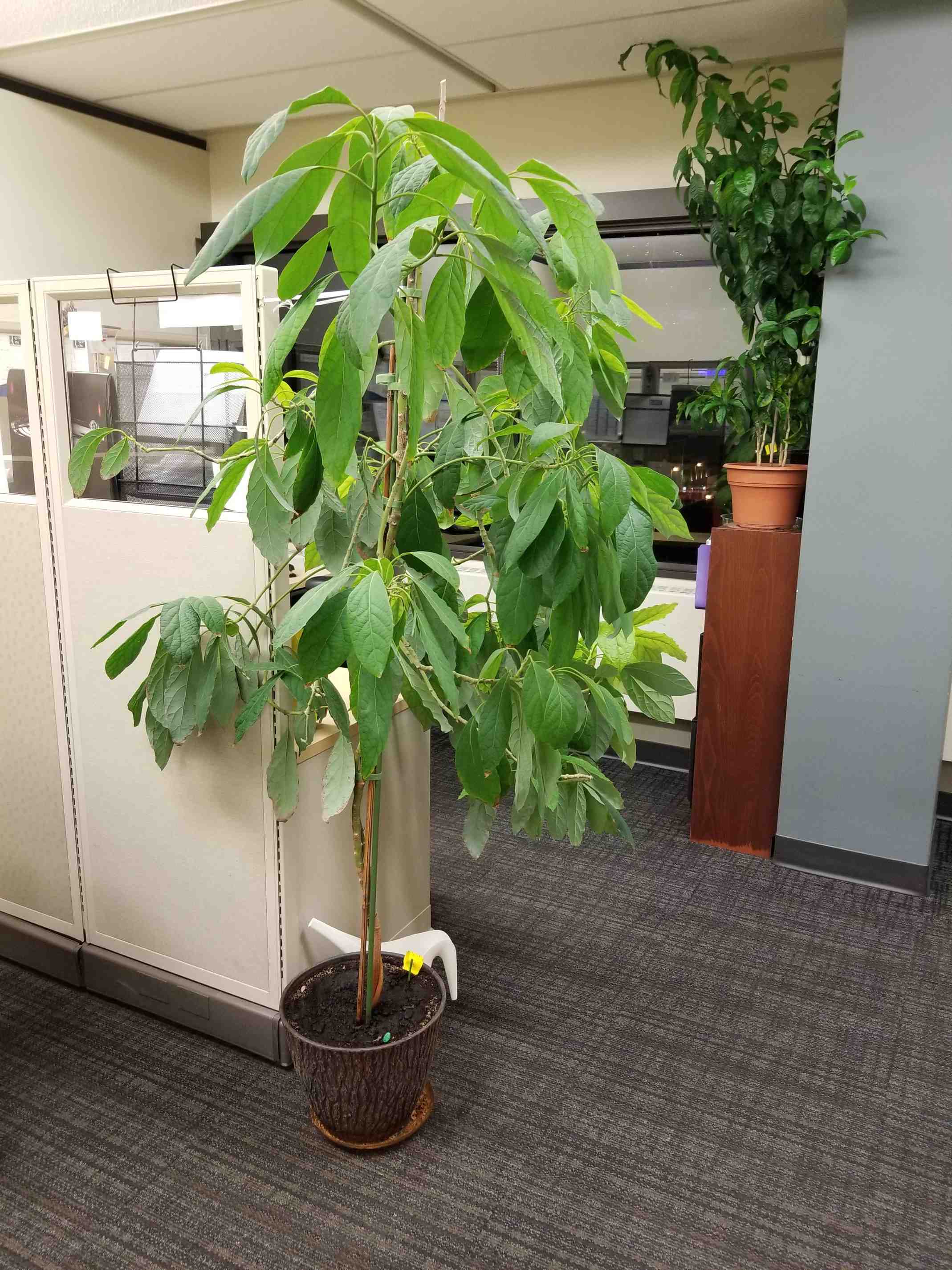 how did my dad manage to grow an avocado tree in freezing alberta?