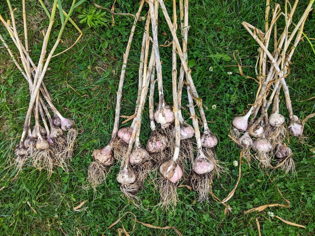 why did my grocery store garlic turn into a backyard miracle?
