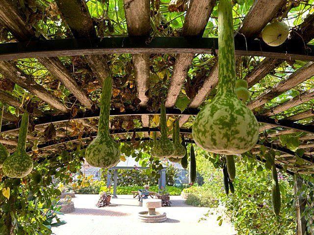 why did i grow gourds for weeks if bluebirds just want a pole?