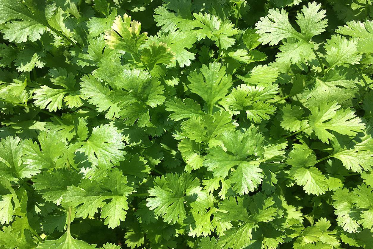 why did my cilantro turn into a 3-foot jungle overnight?