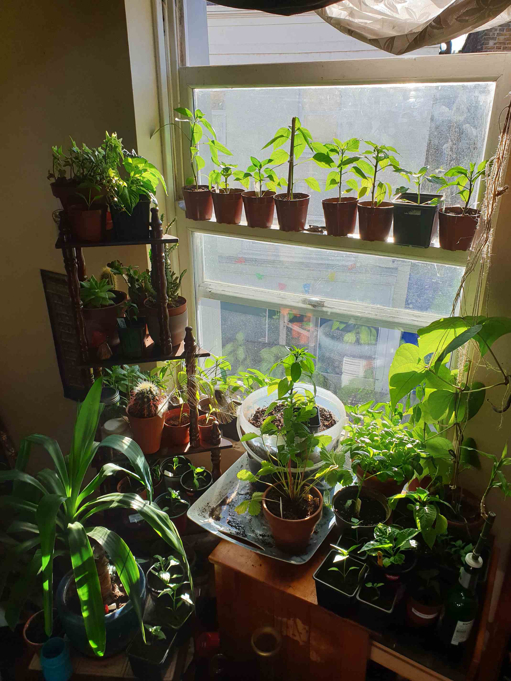 did i just unlock the secret to not killing my plants in 3 months?