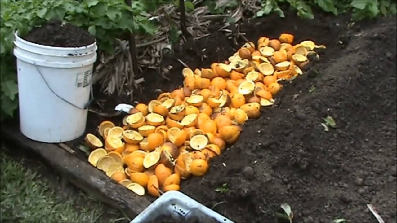 why are people putting oranges in their garden beds? wild trick or just weird?
