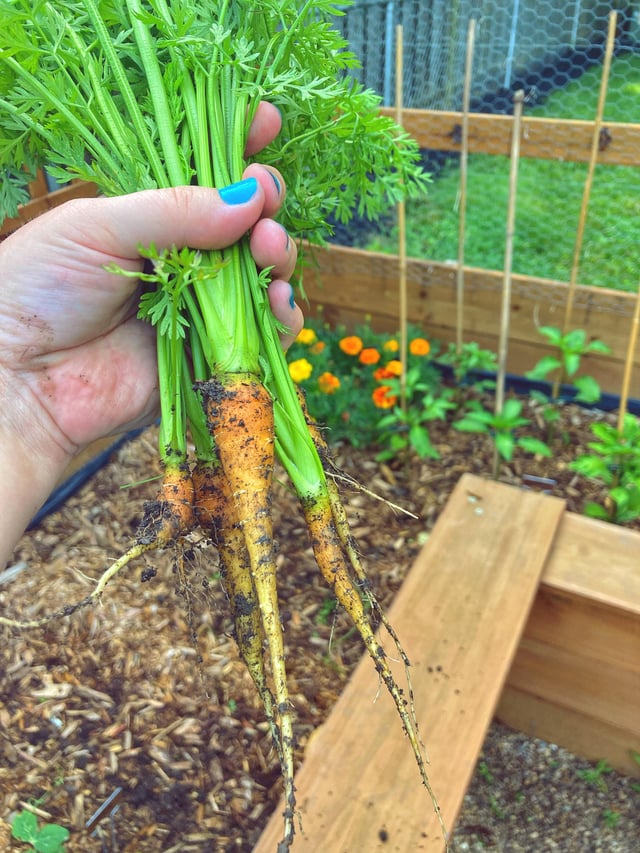 is it possible to grow carrots this big without magic? check this out!