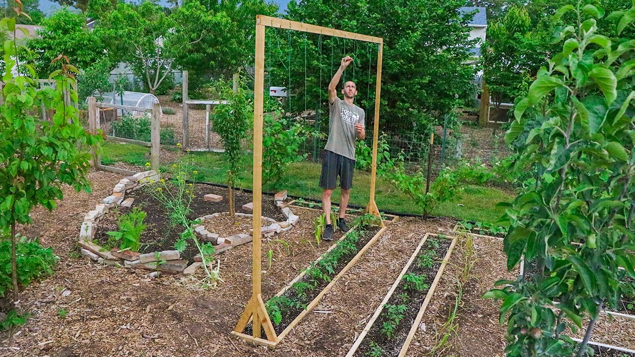how did i survive 22 years without a backyard to plant tomatoes?