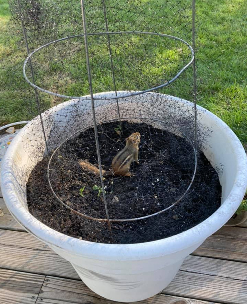 why do chipmunks keep turning my 9th floor garden into a seed vault?