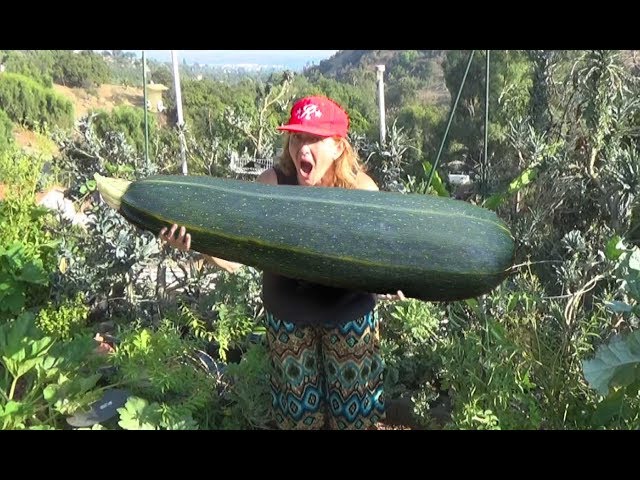 did my zucchini just break a growth record overnight or what?