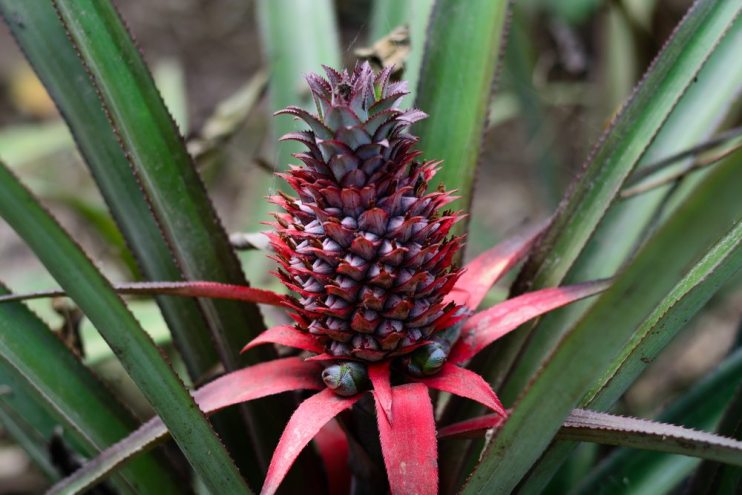 did i really grow a pineapple from scraps in my kitchen?!