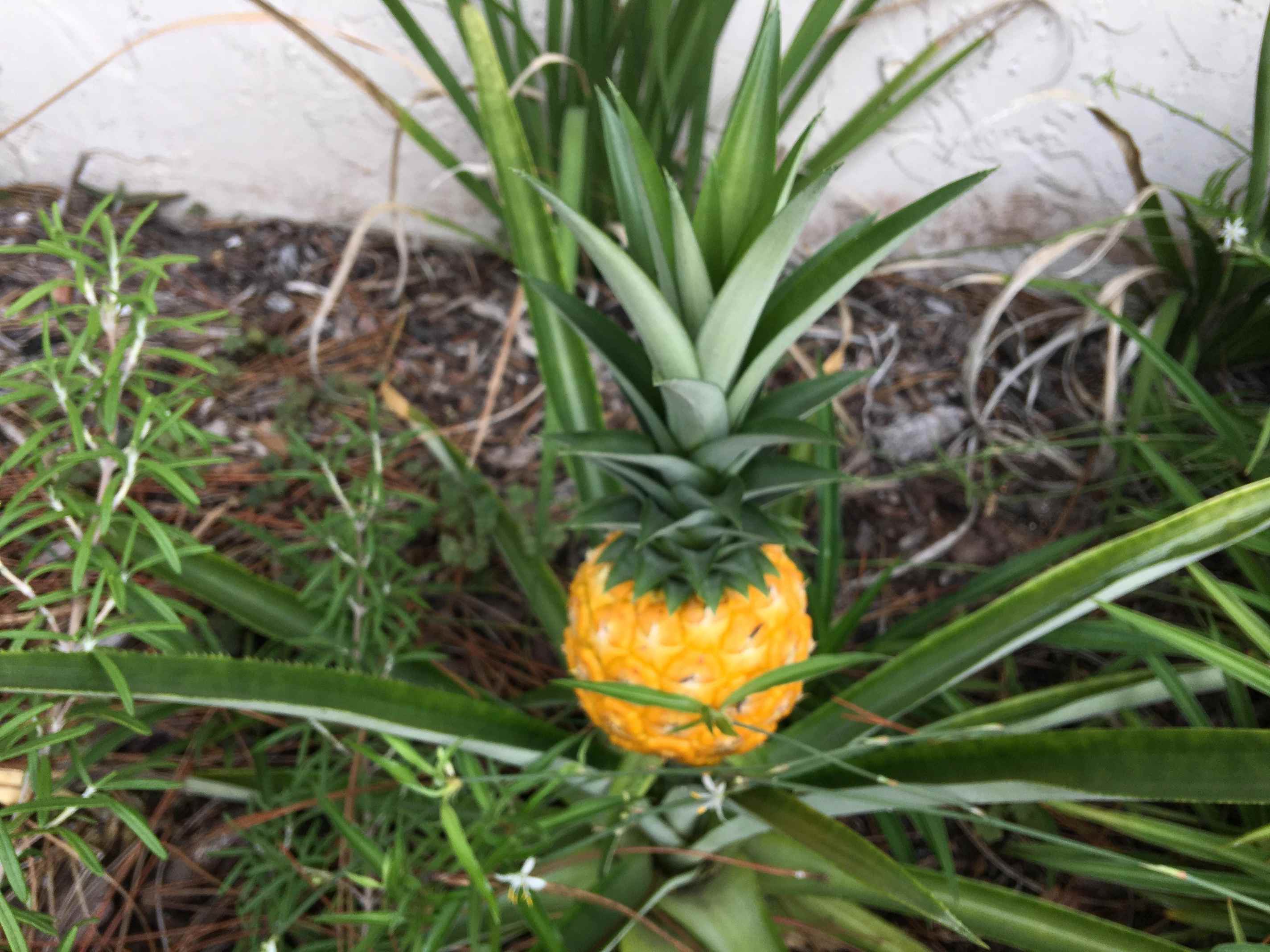 did i really grow pineapples from kitchen scraps in my yard?