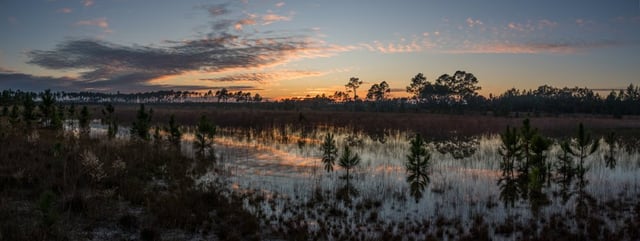 A sunrise hike in Ocala that changed my view on Florida forever