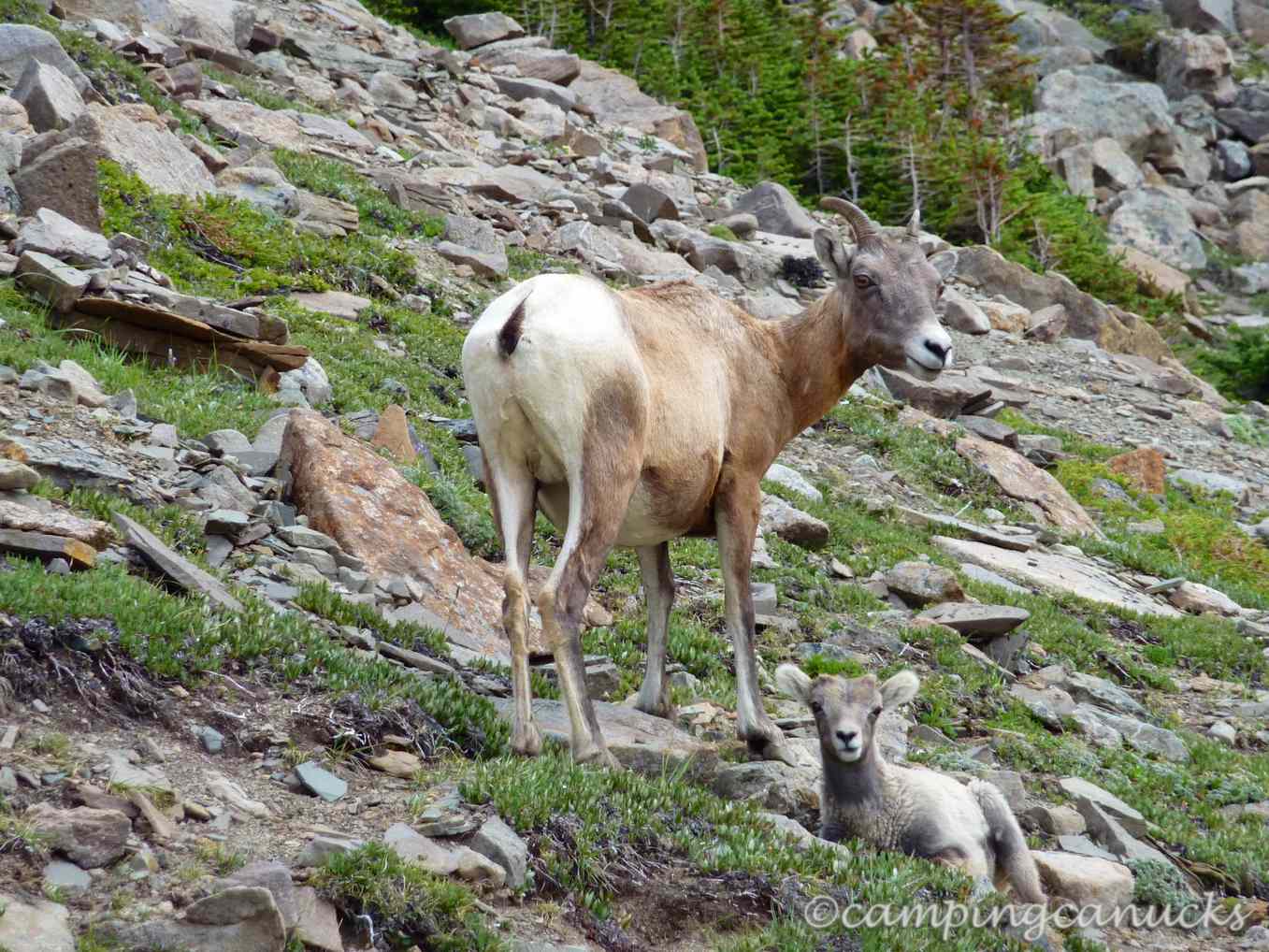 Skyline Trail: The hike that almost broke us in Jasper