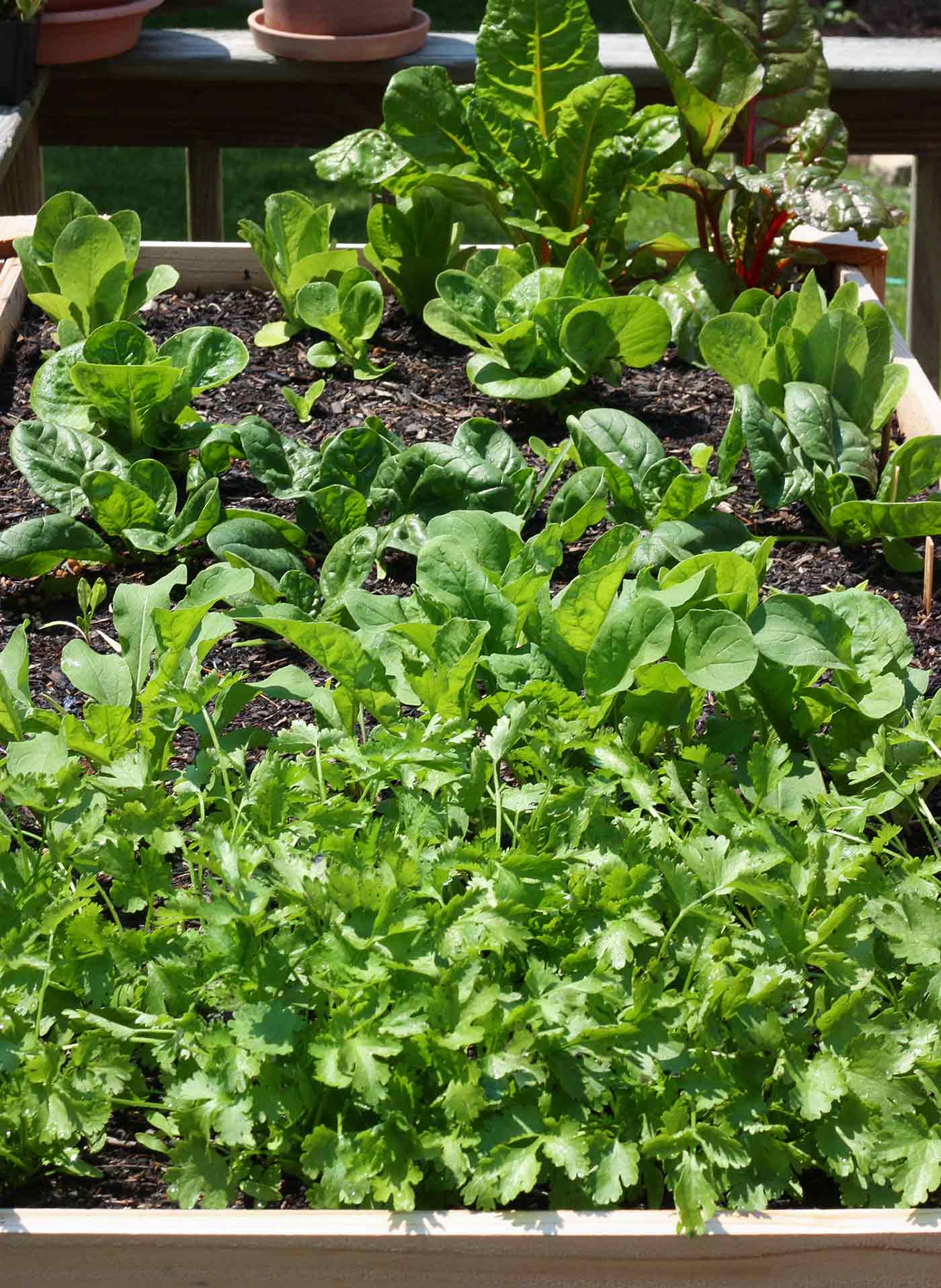 how did my cilantro turn into a backyard monster overnight?