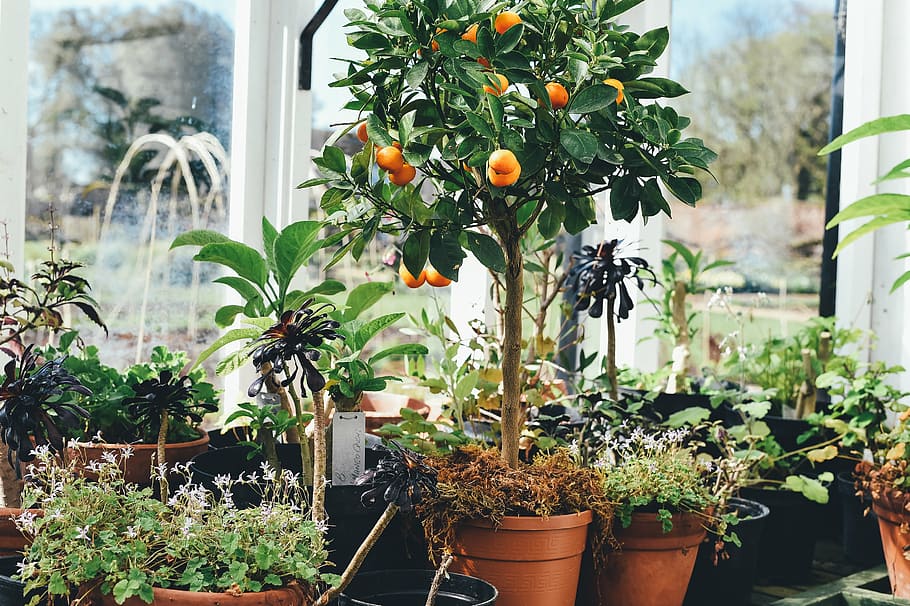 how did my mom turn a tiny danish sunroom into a citrus jungle?
