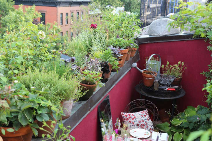how did my tiny balcony jungle turn into a backyard paradise?