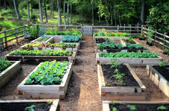 how did i turn a boring backyard into a veggie paradise so fast?