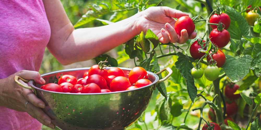 did my tomatoes just win the garden lottery this summer?