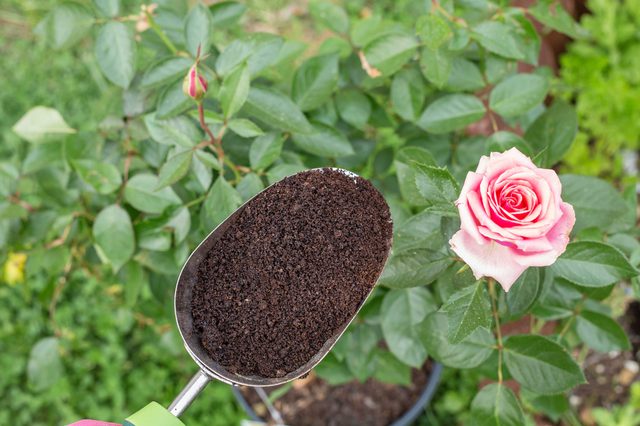 why did i put coffee grounds in my flower beds this week?