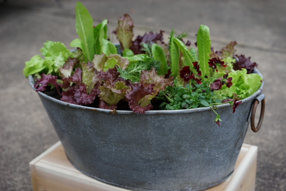 why did my grandma’s old terracotta planter make me obsessed with growing salad greens?