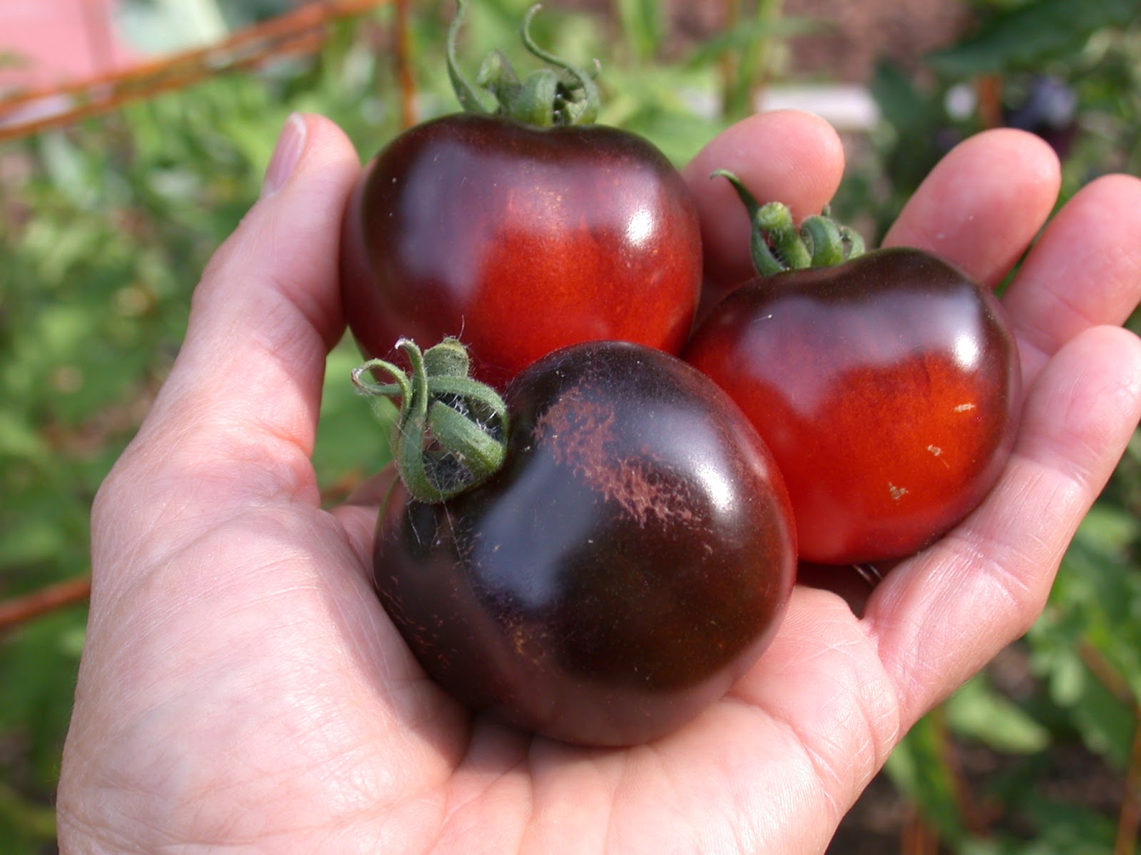 have you ever seen tomatoes that sparkle like the night sky?