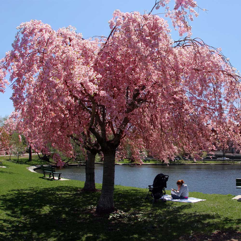 how did my backyard turn into a cherry blossom wonderland overnight?