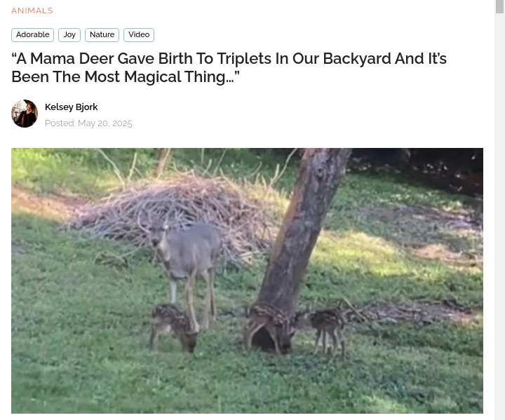 Deer Triplets in the Backyard?!