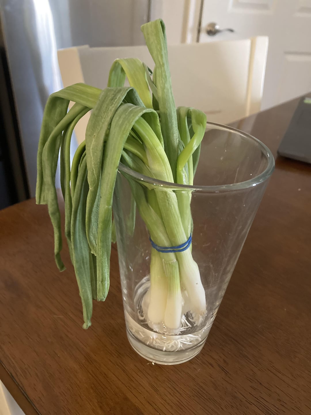 Save $10 a Month: Regrow Scallions Fastly at Home🏠