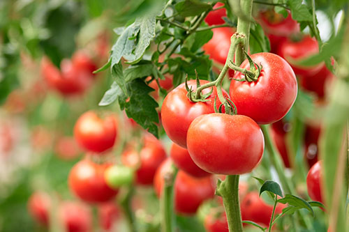They said my tomatoes were “too visible”