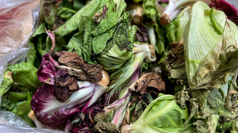 What’s Going On With Lettuce Quality Lately?! 🥬