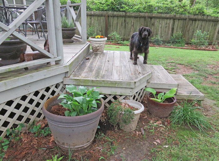 is this the happiest neighbor garden ever or am i just obsessed?