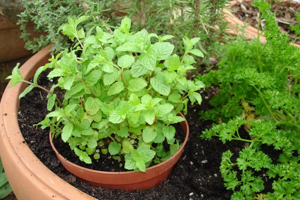 is planting mint in my backyard actually a wild mistake?