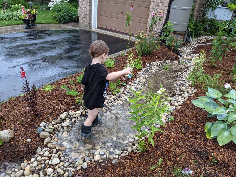 why did my backyard look like a jungle after one rainy week?