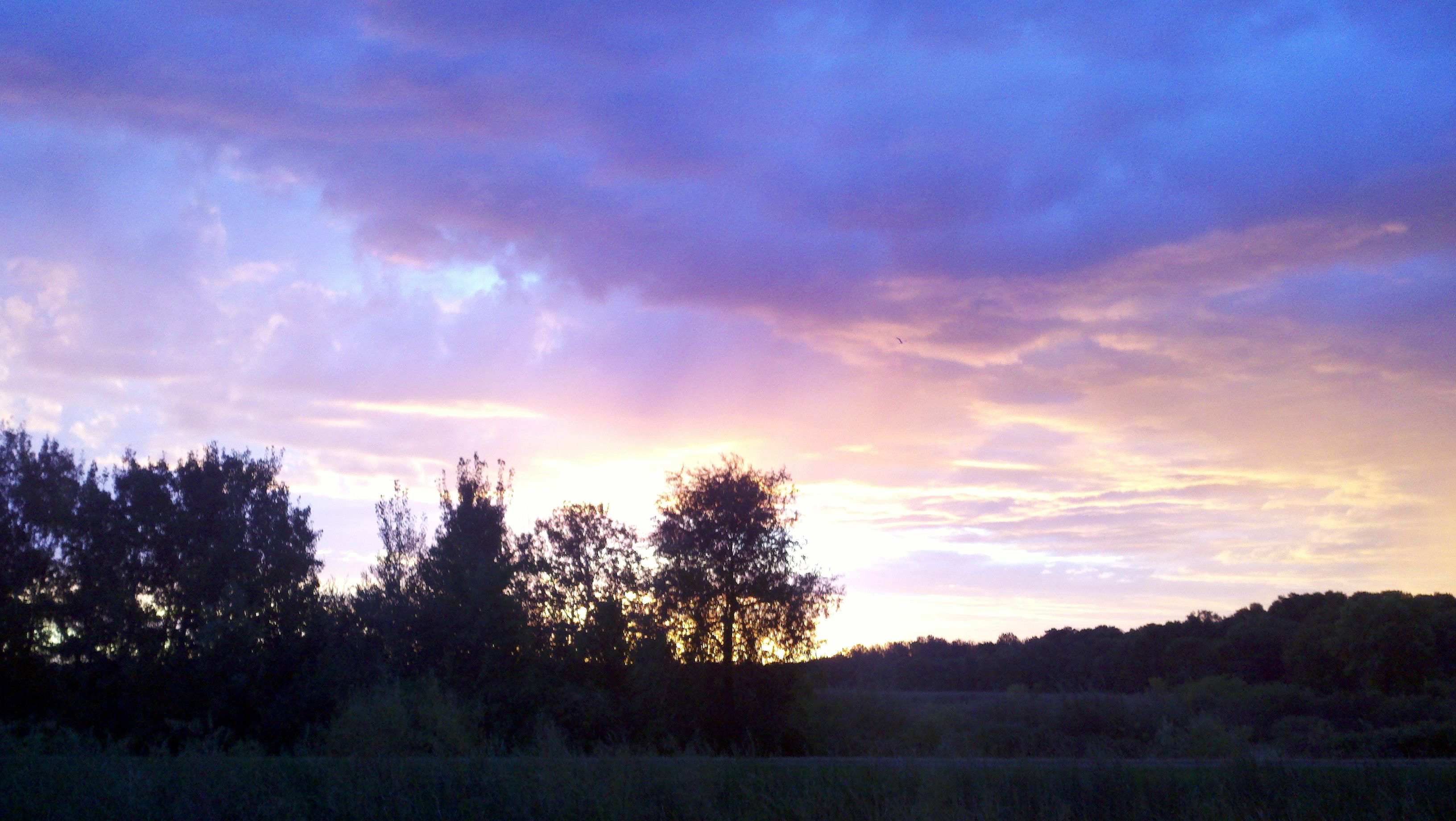 why does planting tomatoes at sunrise make my backyard feel magical?