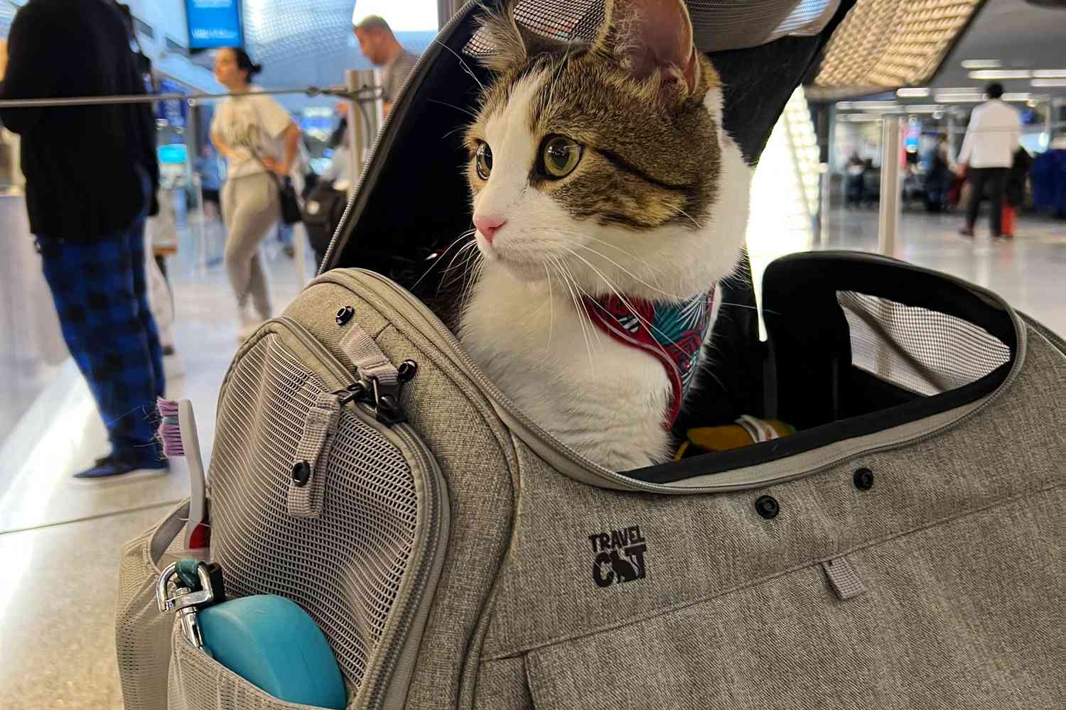 how do i fly my cat to france without losing my mind?