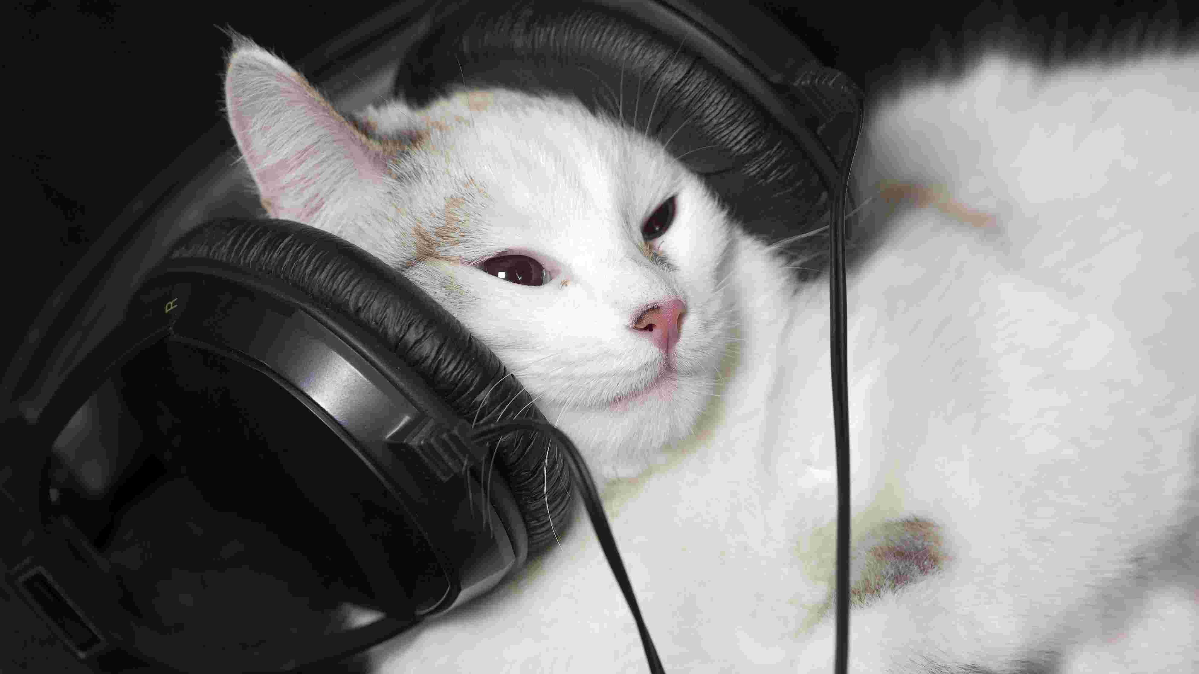 My Cat’s Playlist Predicts Her Mood