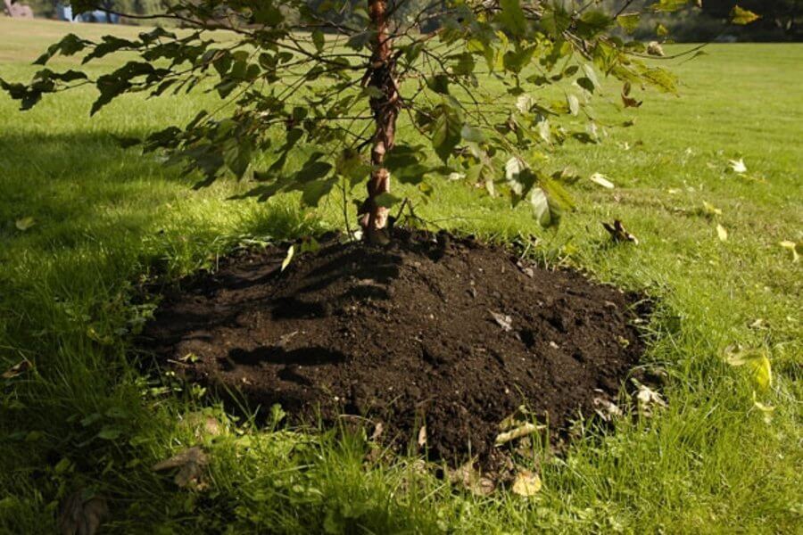 mulching around trees made easy